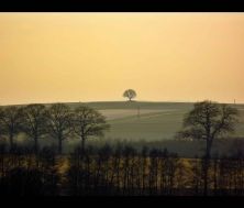 free as an oak.jpg